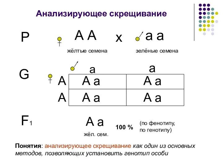 Анализирующее скрещивание Р А А жёлтые семена а а зелёные