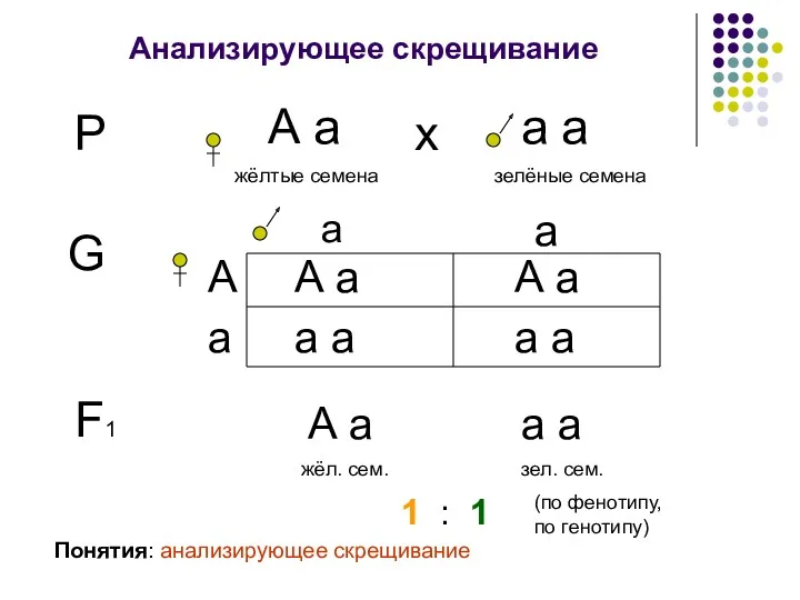 Анализирующее скрещивание Р А а жёлтые семена а а зелёные