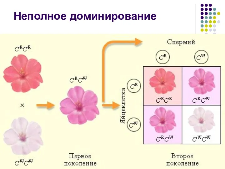 Неполное доминирование