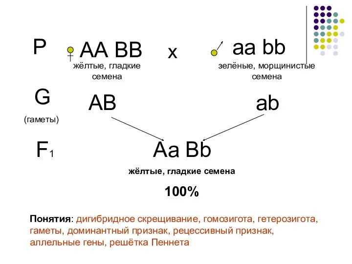 Р АА ВВ аа bb х жёлтые, гладкие семена зелёные,