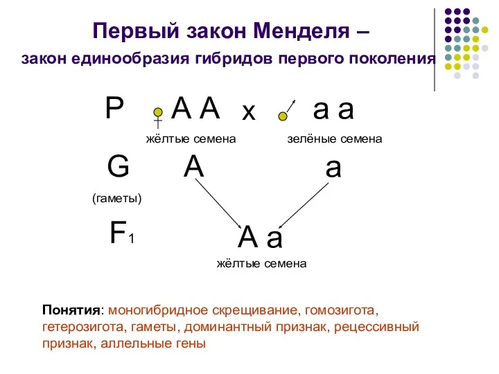 Первый закон Менделя – Р А А а а х