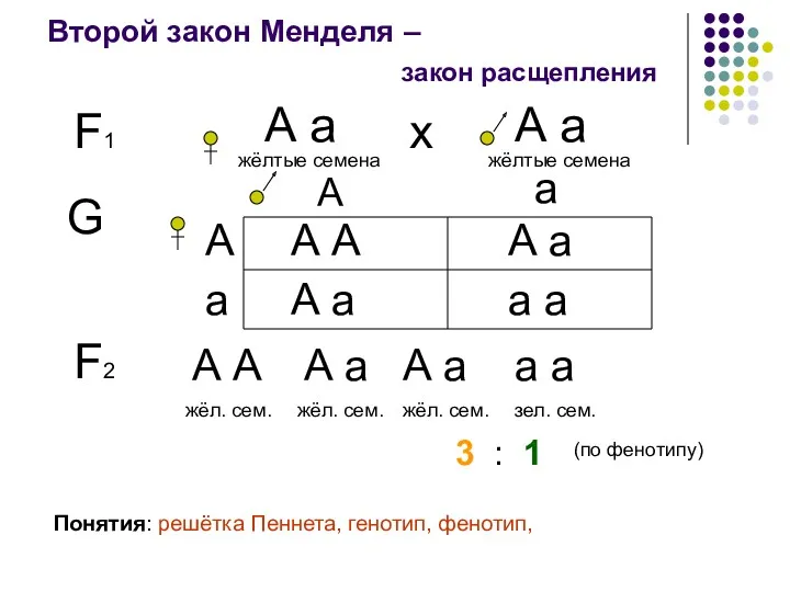 Второй закон Менделя – F1 А а жёлтые семена закон