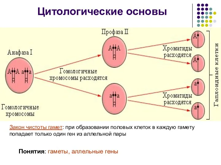 Цитологические основы Понятия: гаметы, аллельные гены Закон чистоты гамет: при