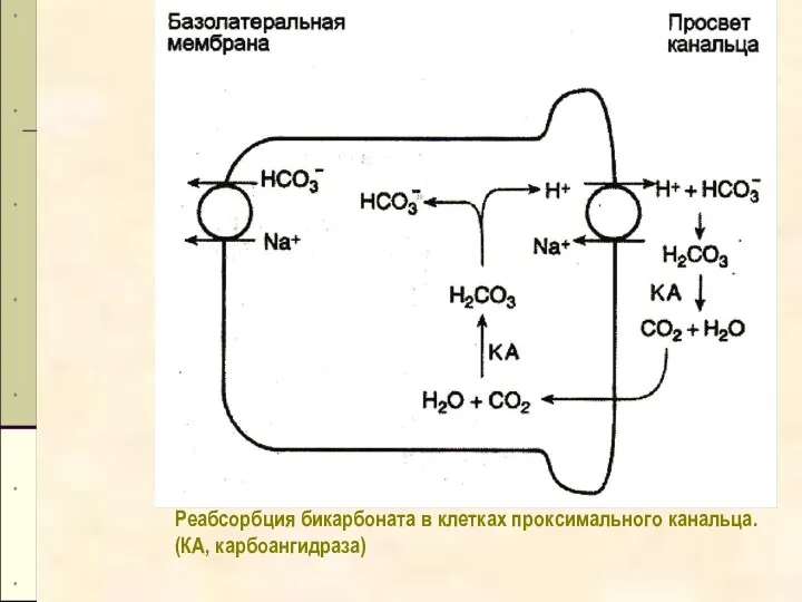 Реабсорбция бикарбоната в клетках проксимального канальца. (КА, карбоангидраза)