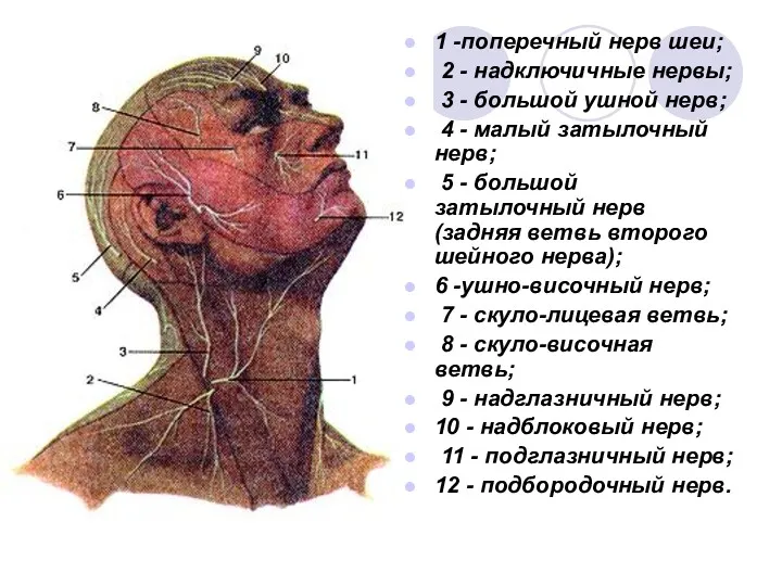 1 -поперечный нерв шеи; 2 - надключичные нервы; 3 -