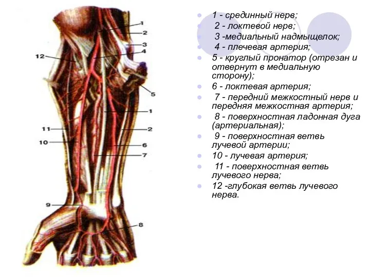 1 - срединный нерв; 2 - локтевой нерв; 3 -медиальный