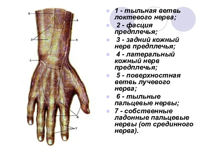 1 - тыльная ветвь локтевого нерва; 2 - фасция предплечья;