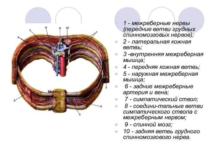 1 - межреберные нервы (передние ветви грудных спинномозговых нервов); 2