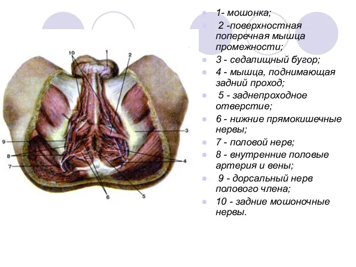 1- мошонка; 2 -поверхностная поперечная мышца промежности; 3 - седалищный