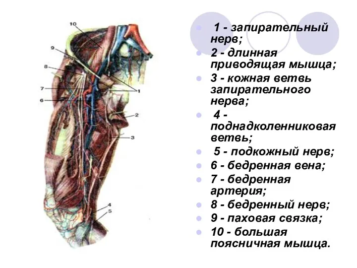 1 - запирательный нерв; 2 - длинная приводящая мышца; 3