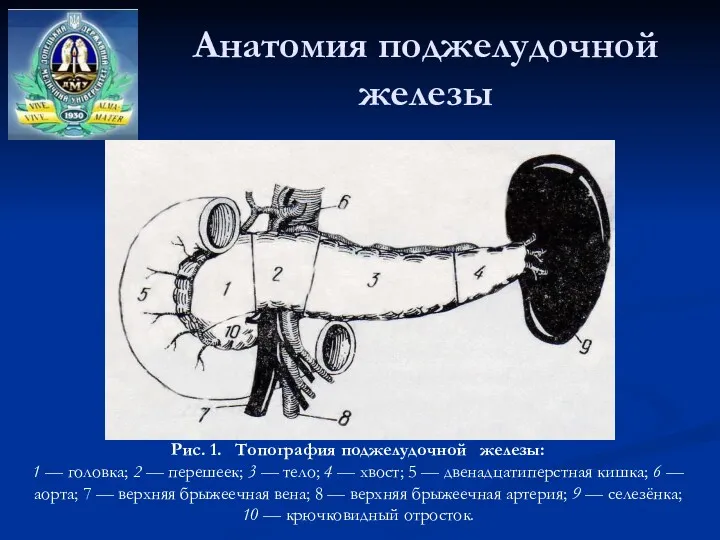 Анатомия поджелудочной железы Рис. 1. Топография поджелудочной железы: 1 —