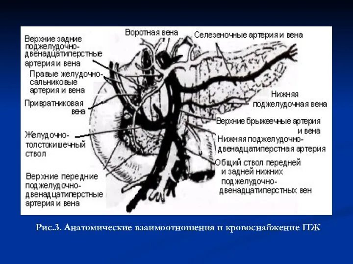 Рис.3. Анатомические взаимоотношения и кровоснабжение ПЖ