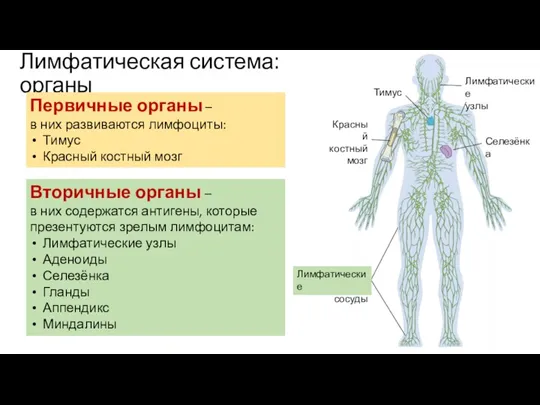 Лимфатическая система: органы Первичные органы – в них развиваются лимфоциты: