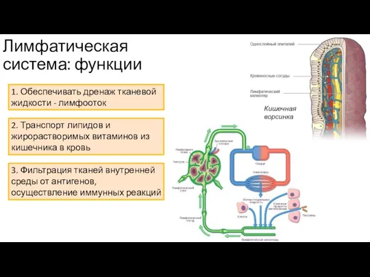 Лимфатическая система: функции 1. Обеспечивать дренаж тканевой жидкости - лимфооток