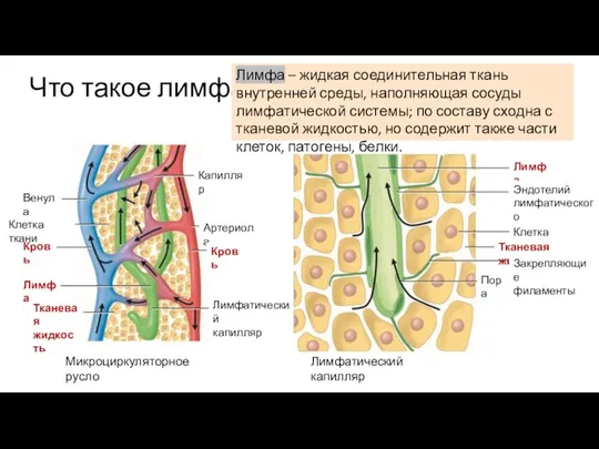 Что такое лимфа Лимфа Эндотелий лимфатического капилляра Пора Клетка ткани