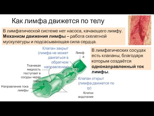 Как лимфа движется по телу В лимфатической системе нет насоса,