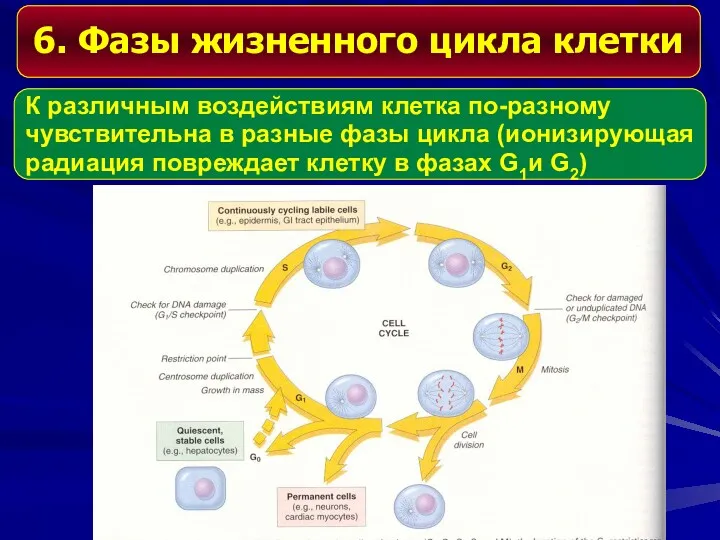 6. Фазы жизненного цикла клетки К различным воздействиям клетка по-разному