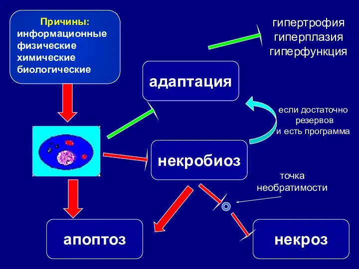 Причины: информационные физические химические биологические адаптация некробиоз апоптоз некроз точка