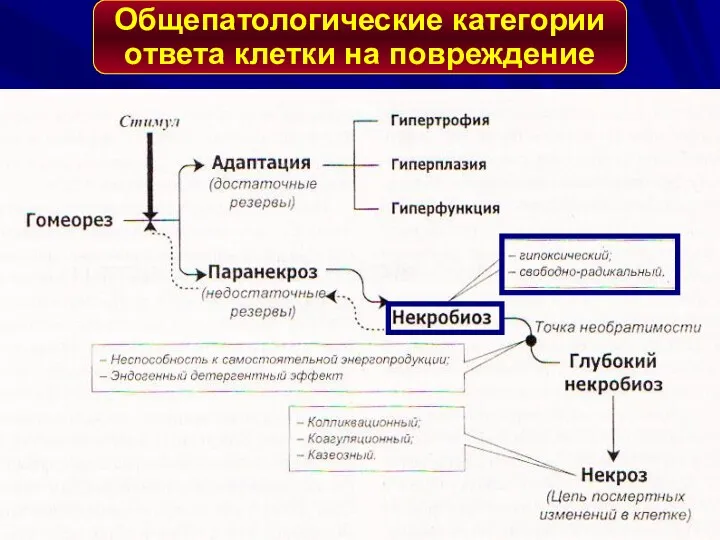 Общепатологические категории ответа клетки на повреждение