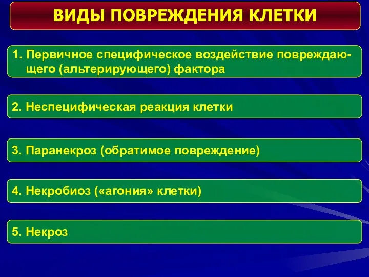 ВИДЫ ПОВРЕЖДЕНИЯ КЛЕТКИ 1. Первичное специфическое воздействие повреждаю- щего (альтерирующего)