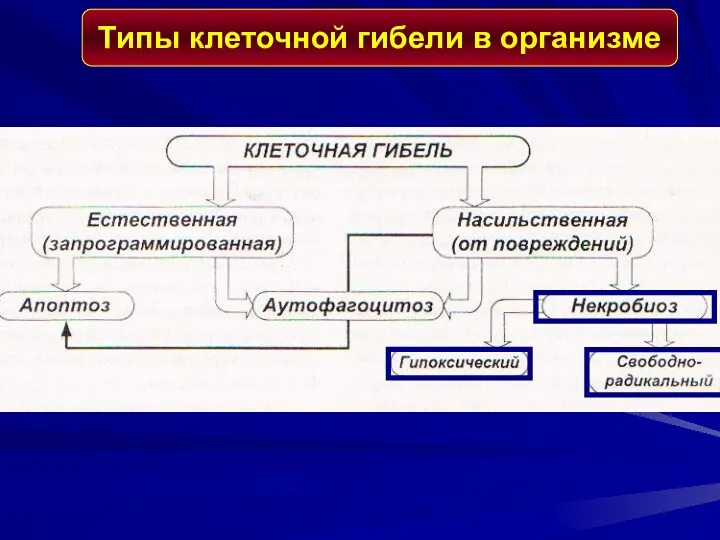 Типы клеточной гибели в организме