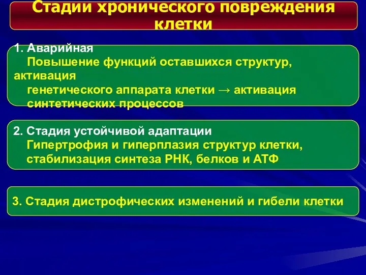 Стадии хронического повреждения клетки 1. Аварийная Повышение функций оставшихся структур,