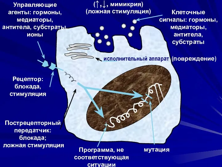 Рецептор: блокада, стимуляция Пострецепторный передатчик: блокада; ложная стимуляция Программа, не