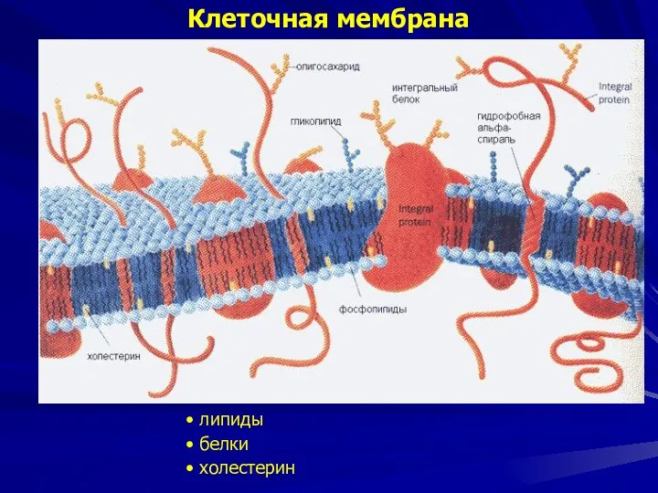 липиды белки холестерин Клеточная мембрана