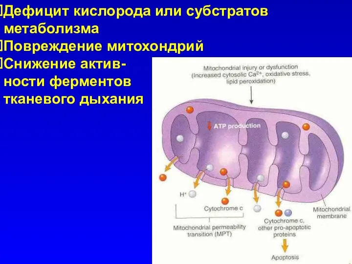 Дефицит кислорода или субстратов метаболизма Повреждение митохондрий Снижение актив- ности ферментов тканевого дыхания