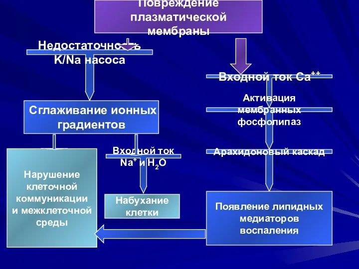 Недостаточность K/Na насоса Входной ток Ca++ Активация мембранных фосфолипаз Арахидоновый