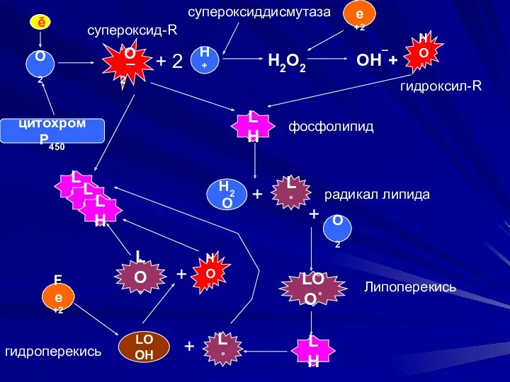 ˚O2¯ О2 ē cупероксид-R Н+ + 2 H2O2 супероксиддисмутаза Fe+2