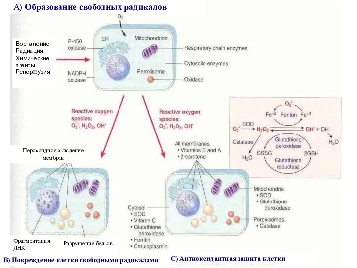 А) Образование свободных радикалов Воспаление Радиация Химические агенты Реперфузия Пероксидное