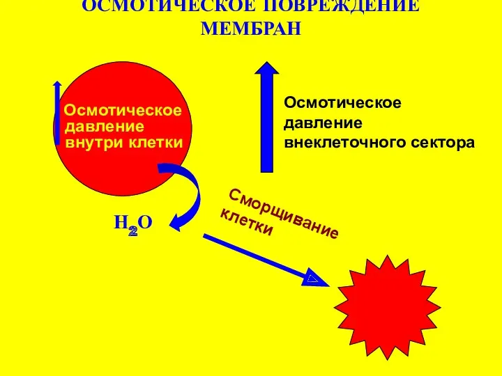 ОСМОТИЧЕСКОЕ ПОВРЕЖДЕНИЕ МЕМБРАН Осмотическое давление внутри клетки Осмотическое давление внеклеточного сектора Н2О Сморщивание клетки