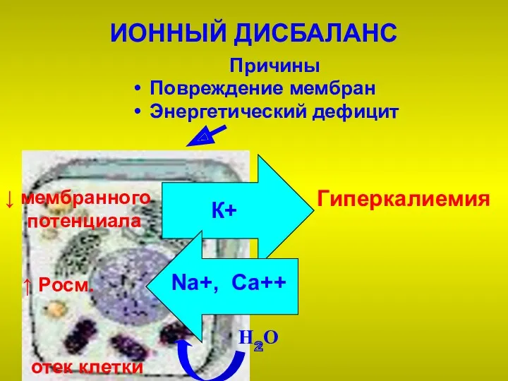 ИОННЫЙ ДИСБАЛАНС Причины Повреждение мембран Энергетический дефицит К+ Na+, Ca++