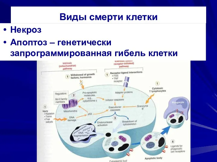 Виды смерти клетки Некроз Апоптоз – генетически запрограммированная гибель клетки