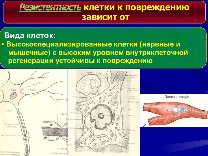 Резистентность клетки к повреждению зависит от Вида клеток: Высокоспециализированные клетки