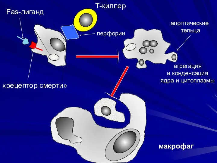 макрофаг Fas-лиганд «рецептор смерти» Т-киллер перфорин агрегация и конденсация ядра и цитоплазмы апоптические тельца