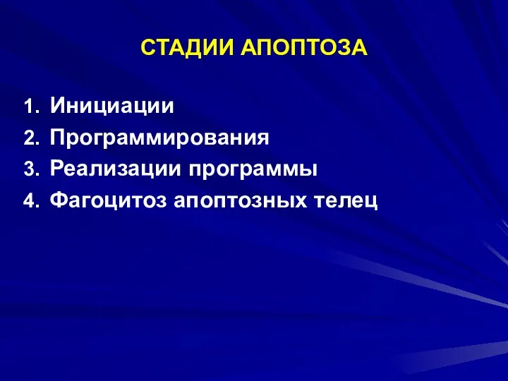 СТАДИИ АПОПТОЗА Инициации Программирования Реализации программы Фагоцитоз апоптозных телец