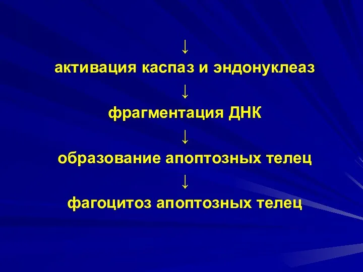 ↓ активация каспаз и эндонуклеаз ↓ фрагментация ДНК ↓ образование апоптозных телец ↓ фагоцитоз апоптозных телец