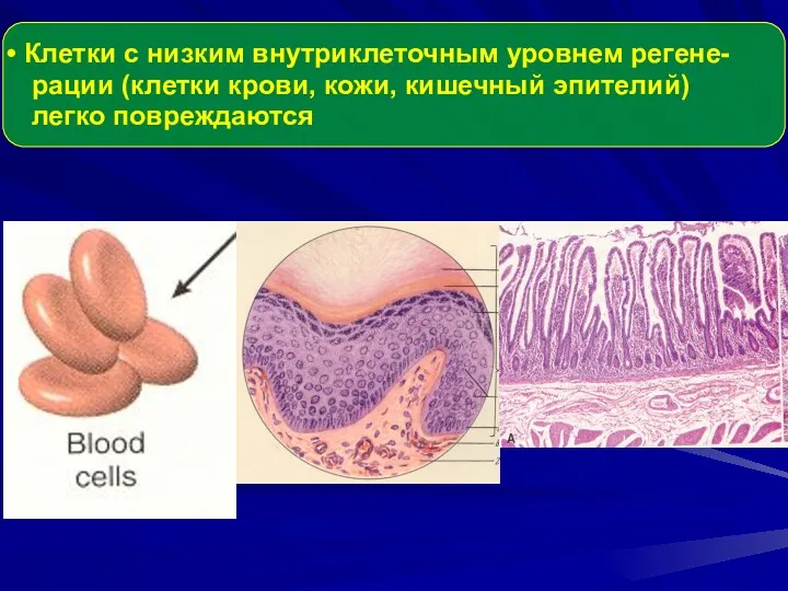 Клетки с низким внутриклеточным уровнем регене- рации (клетки крови, кожи, кишечный эпителий) легко повреждаются
