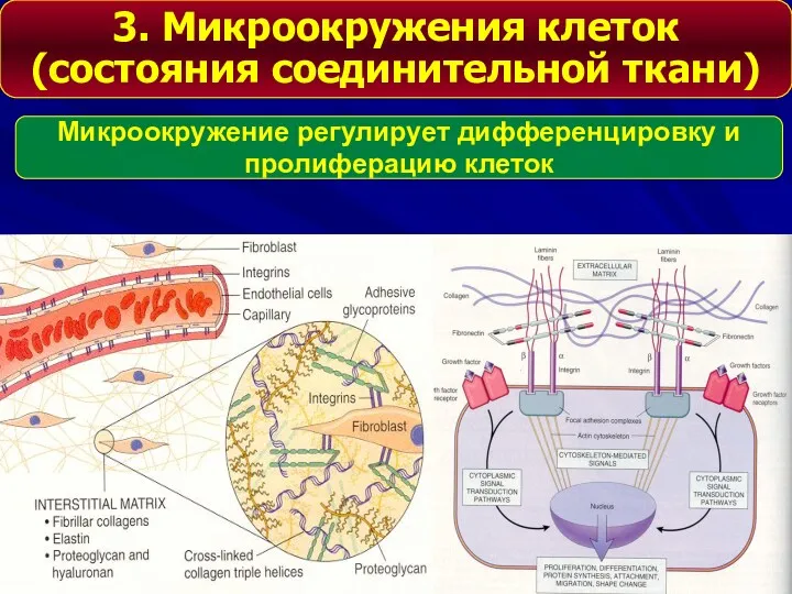 3. Микроокружения клеток (состояния соединительной ткани) Микроокружение регулирует дифференцировку и пролиферацию клеток