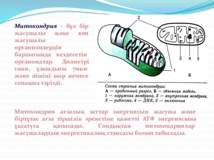 Митохондрия – бұл бір жасушалы және көп жасушалы организмдердің барлығында