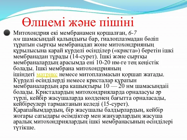 Өлшемі және пішіні Митохондрия екі мембранамен қоршалған, 6-7 нм шамасындай