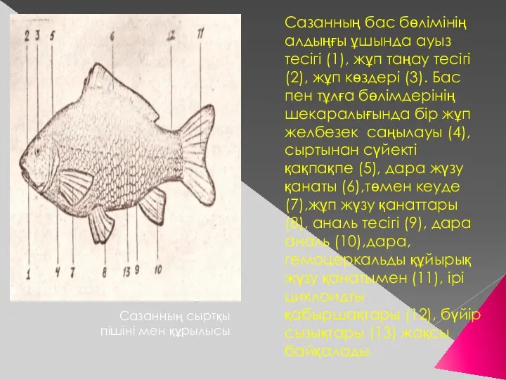 Сазанның бас бөлімінің алдыңғы ұшында ауыз тесігі (1), жұп таңау тесігі (2), жұп