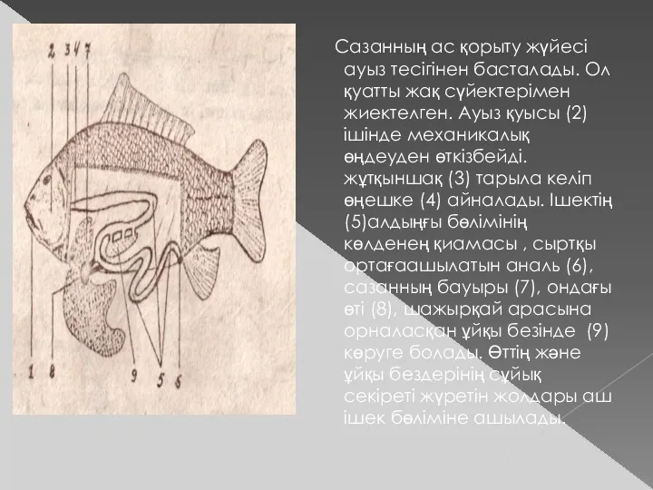 Сазанның ас қорыту жүйесі ауыз тесігінен басталады. Ол қуатты жақ