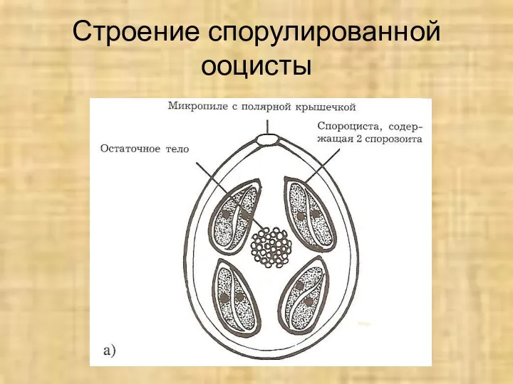 Строение спорулированной ооцисты