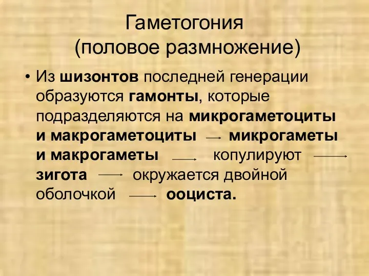 Гаметогония (половое размножение) Из шизонтов последней генерации образуются гамонты, которые