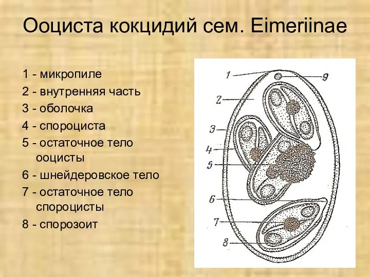 Ооциста кокцидий сем. Eimeriinae 1 - микропиле 2 - внутренняя