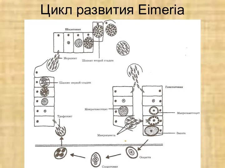 Цикл развития Eimeria