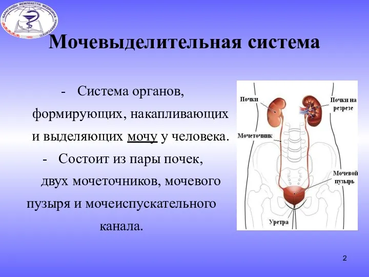 Система органов, формирующих, накапливающих и выделяющих мочу у человека. Состоит из пары почек,